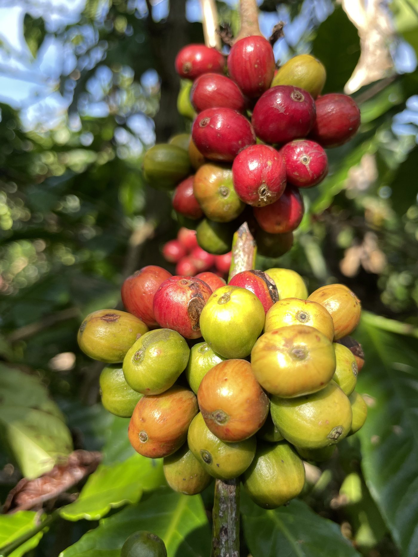 Premium Ugandan coffee, grown with care