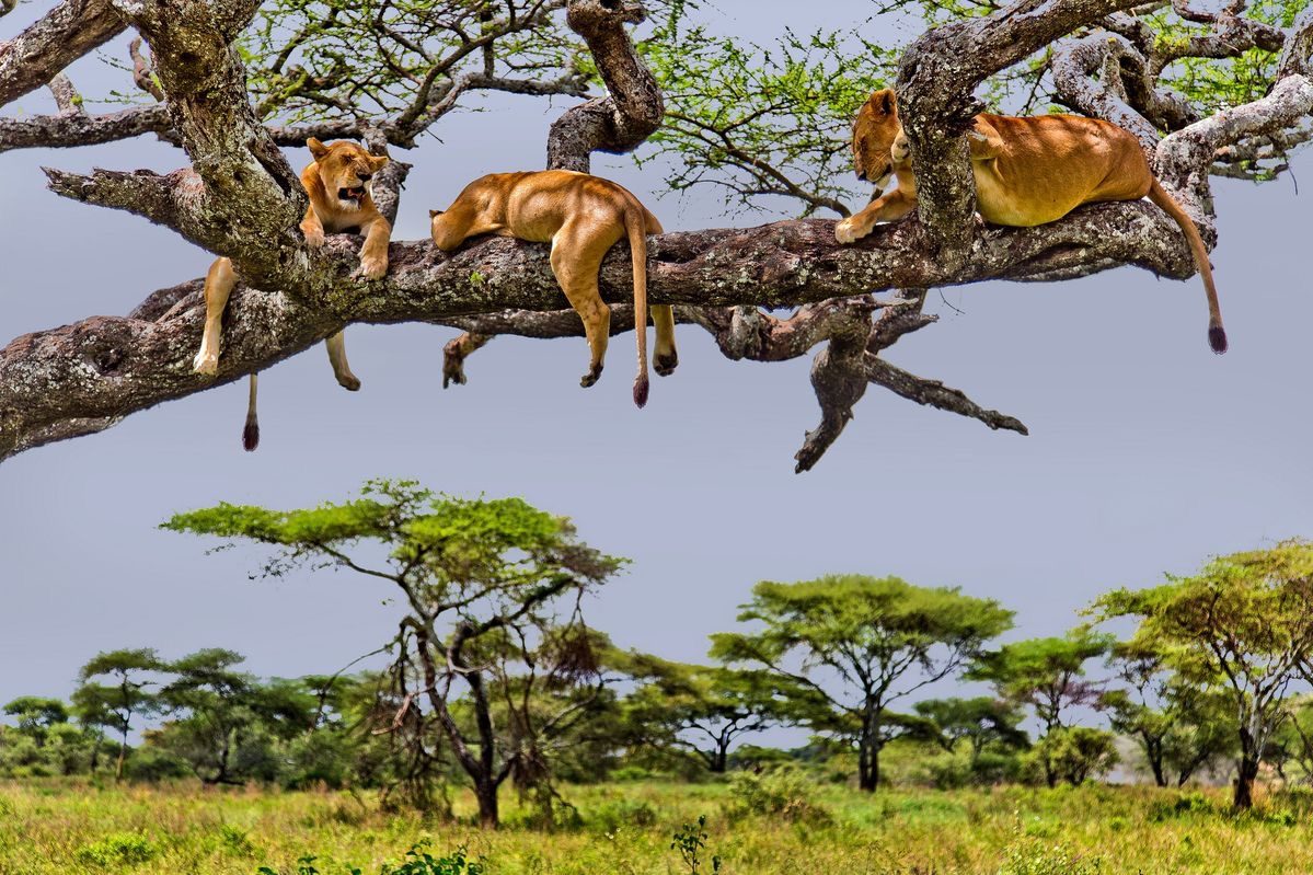 Wildlife & Nature Experiences
